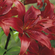 Lrio oriental 'Red Night'